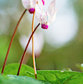 Cyclamen Photograph by Benny Woodoo Cyclamen Photograph by Benny Woodoo