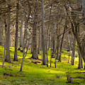 Cypress Grove Photograph by Derek Dean Cypress Grove Photograph by Derek Dean