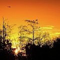 Cypress Swamp Sunset 3 Photograph by Steve DaPonte Cypress Swamp Sunset 3 Photograph by Steve DaPonte