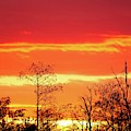 Cypress Swamp Sunset 5 Photograph by Steve DaPonte Cypress Swamp Sunset 5 Photograph by Steve DaPonte
