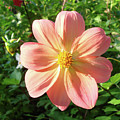 Dahlia 1 Photograph by Amy E Fraser Dahlia 1 Photograph by Amy E Fraser