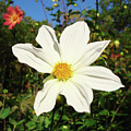 Dahlia 17 Photograph by Amy E Fraser Dahlia 17 Photograph by Amy E Fraser