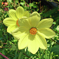 Dahlia 3 Photograph by Amy E Fraser Dahlia 3 Photograph by Amy E Fraser