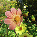 Dahlia 5 Photograph by Amy E Fraser Dahlia 5 Photograph by Amy E Fraser