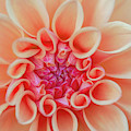 Dahlia Delight by TL Wilson Photography by Teresa Wilson
