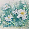 Matilija Poppies Painting by Luisa Millicent Matilija Poppies Painting by Luisa Millicent