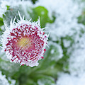 Daisy frozen in winter garden Photograph by Simon Bratt Daisy frozen in winter garden Photograph by Simon Bratt