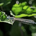 Damsel fly Photograph by Martin Smith Damsel fly Photograph by Martin Smith