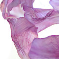 Dance in the Wind Photograph by Michelle Wermuth Dance in the Wind Photograph by Michelle Wermuth