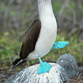 Dancing Blue Footed Booby Photograph by Tui De Roy Dancing Blue Footed Booby Photograph by Tui De Roy