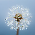 Make A Wish - on Blue by Anita Nicholson