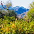 Deep Desert Valley in a Sonoran Desert Spring Photograph by Judy Kennedy Deep Desert Valley in a Sonoran Desert Spring Photograph by Judy Kennedy