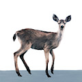 Deer on Slate Blue by Amy Hamilton Deer on Slate Blue by Amy Hamilton