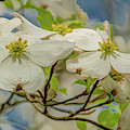 Delicate Dogwoods Photograph by Marcy Wielfaert Delicate Dogwoods Photograph by Marcy Wielfaert