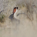 Desert Bunny Photograph by Robert WK Clark Desert Bunny Photograph by Robert WK Clark