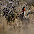 Desert Rabbit Photograph by Robert WK Clark Desert Rabbit Photograph by Robert WK Clark