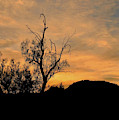 Desert Tree at Sunset by Beth Myer Photography