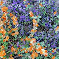 Desert Wildflowers 2 Photograph by Judy Kennedy Desert Wildflowers 2 Photograph by Judy Kennedy