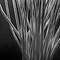 Divergence Photograph by Scott Norris Divergence Photograph by Scott Norris