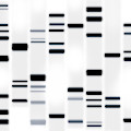 DNA Art Black on White Digital Art by Michael Tompsett DNA Art Black on White Digital Art by Michael Tompsett