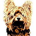 Dog 147 Yorkshire Digital Art by Lucie Dumas Dog 147 Yorkshire Digital Art by Lucie Dumas