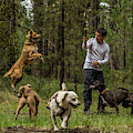 Dogs playing Photograph by Julieta Belmont Dogs playing Photograph by Julieta Belmont