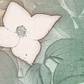 Dogwood Flower Stencil on Sandstone Digital Art by Jason Fink Dogwood Flower Stencil on Sandstone Digital Art by Jason Fink
