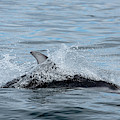 Dolphin Photograph by Canadart - Dolphin Photograph by Canadart -
