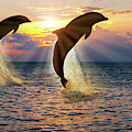 Dolphin Silhouettes At Sunset Photograph by Brian Wallace Dolphin Silhouettes At Sunset Photograph by Brian Wallace