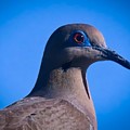 Don't It Make My Brown Eyes Blue Photograph by Judy Kennedy Don't It Make My Brown Eyes Blue Photograph by Judy Kennedy