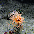Don't Let Your Anemone See You Coming -- Anemone at the Steinhart Aquarium in San Francisco Photograph by Darin Volpe Don't Let Your Anemone See You Coming -- Anemone at the Steinhart Aquarium in San Francisco Photograph by Darin Volpe