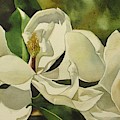 Double White Magnolia by Alfred Ng