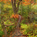 Down the Walk by Karin Pinkham