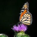 Drama Queen Photograph by Linda Bonaccorsi Drama Queen Photograph by Linda Bonaccorsi