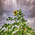 Dramatic Sunflower Photograph by Anamar Pictures Dramatic Sunflower Photograph by Anamar Pictures