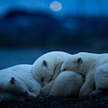 Dream Photograph by Hung Tsui