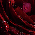 Droplets On The Edge Photograph by Mike Eingle Droplets On The Edge Photograph by Mike Eingle