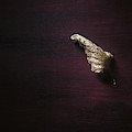 Dry Leaf On Muted Red by Scott Norris Dry Leaf On Muted Red by Scott Norris