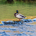Duck on the edge Photograph by Scott Lyons Duck on the edge Photograph by Scott Lyons