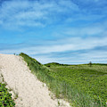 Dunes On Martha's Vineyard by Brendan Reals Dunes On Martha's Vineyard by Brendan Reals