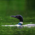 Early morning on the lake Photograph by Rudy Viereckl