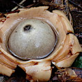 Earthstar Photograph by Daniel Reed Earthstar Photograph by Daniel Reed
