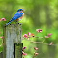 Eastern Bluebird Photograph by Christina Rollo Eastern Bluebird Photograph by Christina Rollo