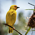 Eastern golden weaver, Zanzibar Photograph by Lyl Dil Creations Eastern golden weaver, Zanzibar Photograph by Lyl Dil Creations