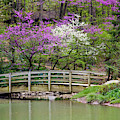 Edith_Carrier_Arboretum Photograph by Allen Nice-Webb Edith_Carrier_Arboretum Photograph by Allen Nice-Webb