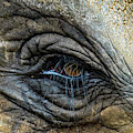 Elephant Eye by Randy J Heath Elephant Eye by Randy J Heath
