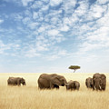 Elephant group in the grassland of the Masai Mara Photograph by Jane Rix Elephant group in the grassland of the Masai Mara Photograph by Jane Rix