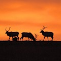 Elk in the morning light Photograph by Keith Stokes Elk in the morning light Photograph by Keith Stokes
