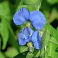 Erect Dayflower DFL1006 Photograph by Gerry Gantt Erect Dayflower DFL1006 Photograph by Gerry Gantt