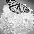 Essence Photograph by Michelle Wermuth Essence Photograph by Michelle Wermuth